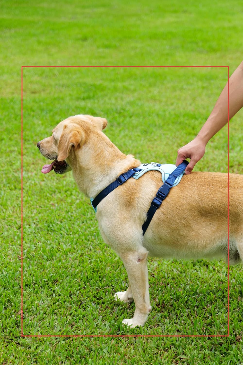 Dog Harness and Leash Set with Collar - Blue / L(Neck:22.0-29.1",Chest:26.8-34.6") - image 2