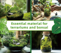 Live Moss for Terrarium Bedding & Reptile Enclosures – Daily Care for Reptiles And Amphibians - image 4