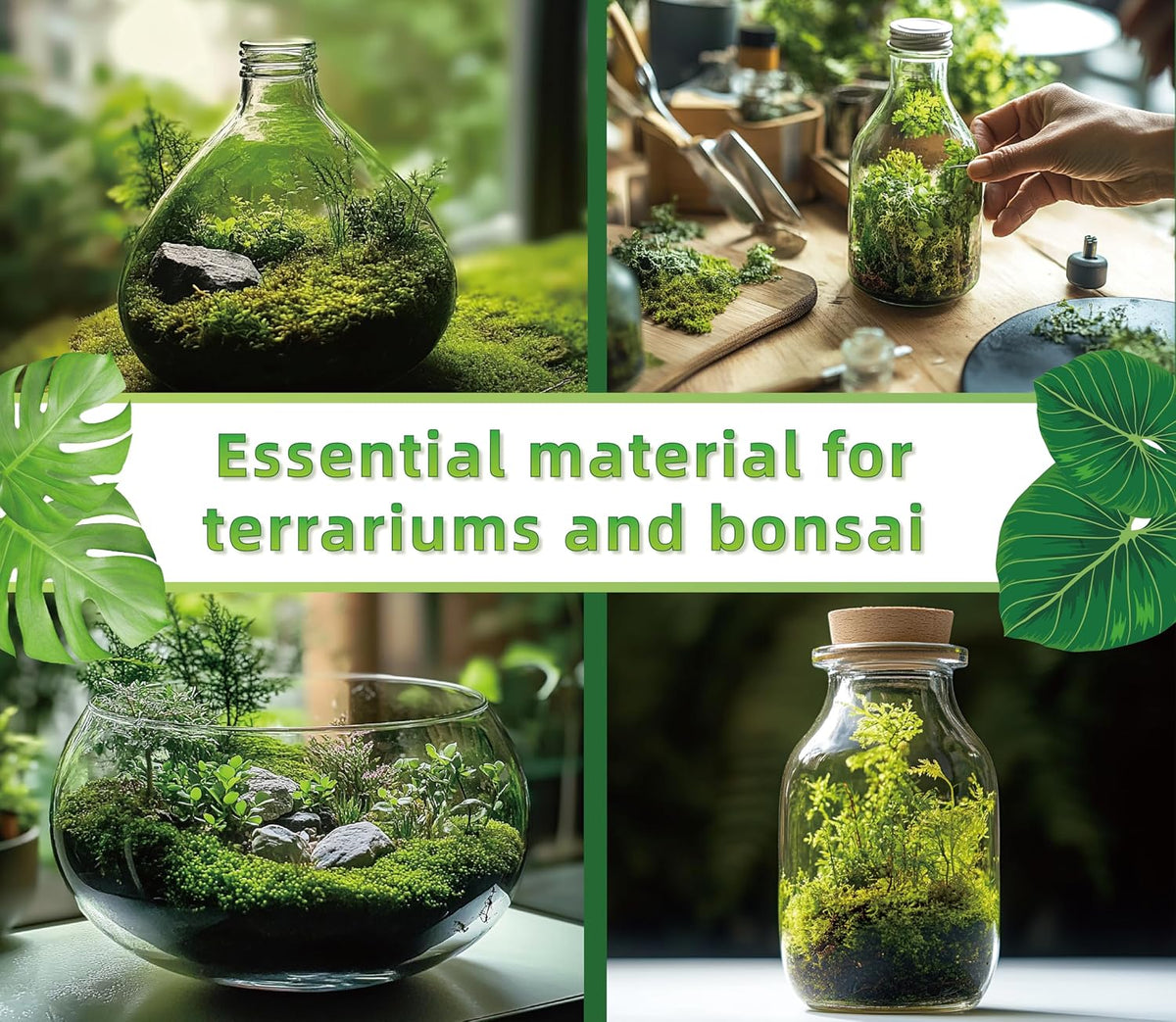 Live Moss for Terrarium Bedding & Reptile Enclosures – Daily Care for Reptiles And Amphibians - image 4