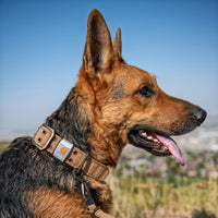 Carhartt Nylon Wide Dog Collar Carhartt Brown Medium – Essentials for Dogs - Blaze Orange / Medium - image 3