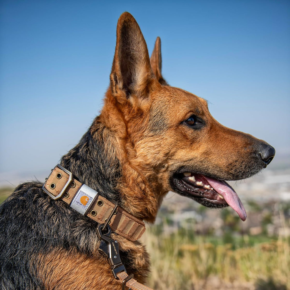 Carhartt Nylon Wide Dog Collar Carhartt Brown Medium – Essentials for Dogs - Blaze Orange / Medium - image 3