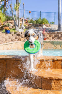 Chuckit! Amphibious ZipFlight Floating and Flying Disc Dog Toy - Medium (Pack of 1) / Amphibious ZipFlight - image 2