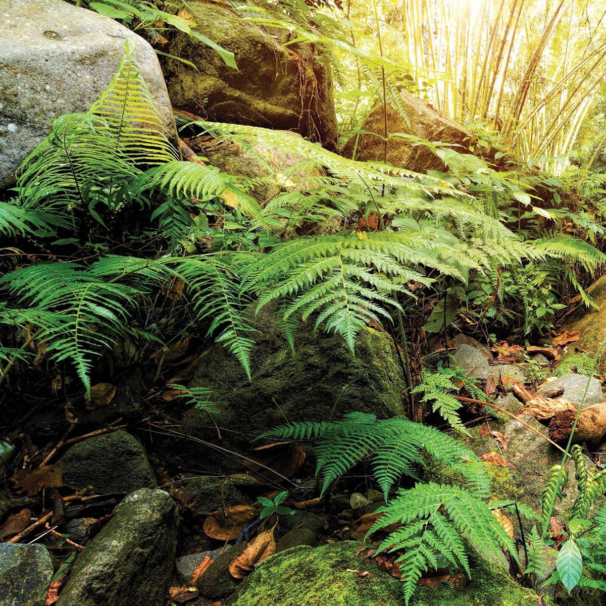 Galápagos Terrarium Background Clings, 11.125" x 36" - Woodland - image 4