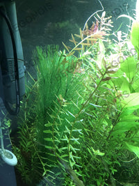 Aquarium Decorations 3Pcs Fish Tank Artificial Green Water Plants - 11", 3 Pcs, Green - image 4