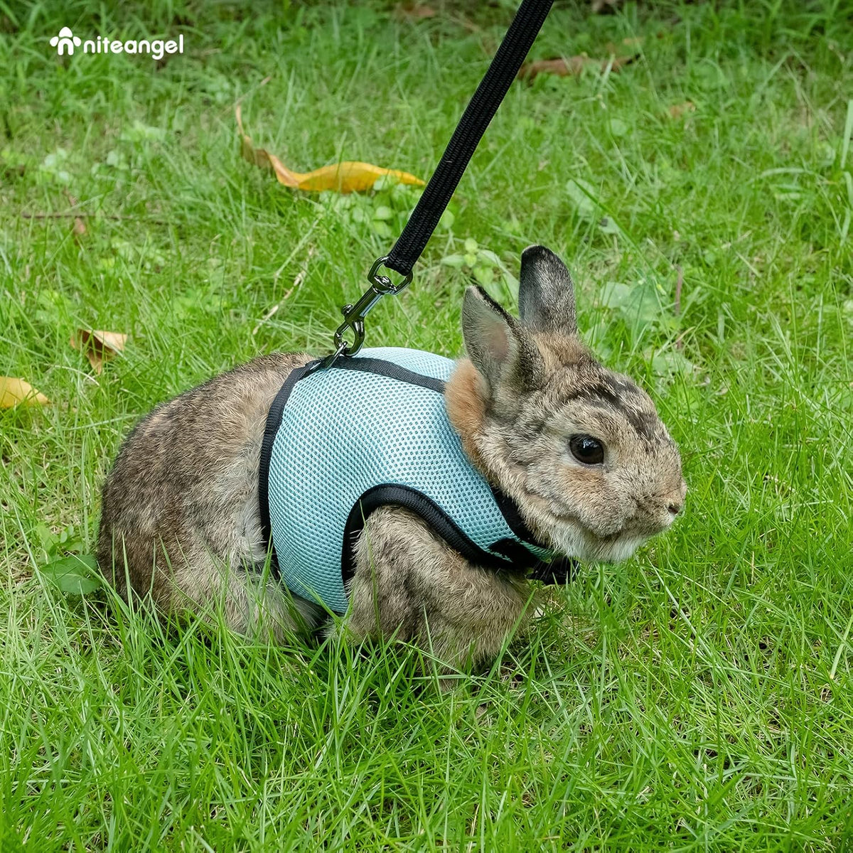 Niteangel Adjustable Soft Harness with Elastic Leash for Rabbits – Essentials for Small Pets - XL / Blue - image 2