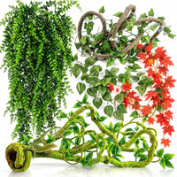 Reptile Vines Plants for Terrarium