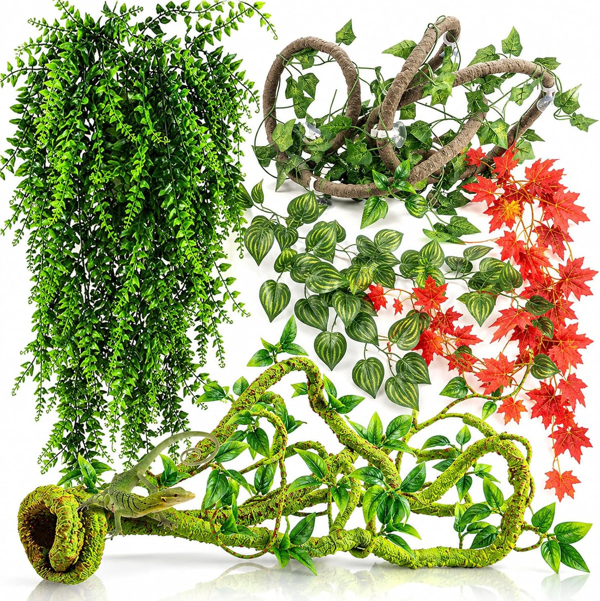 Reptile Vines Plants for Terrarium
