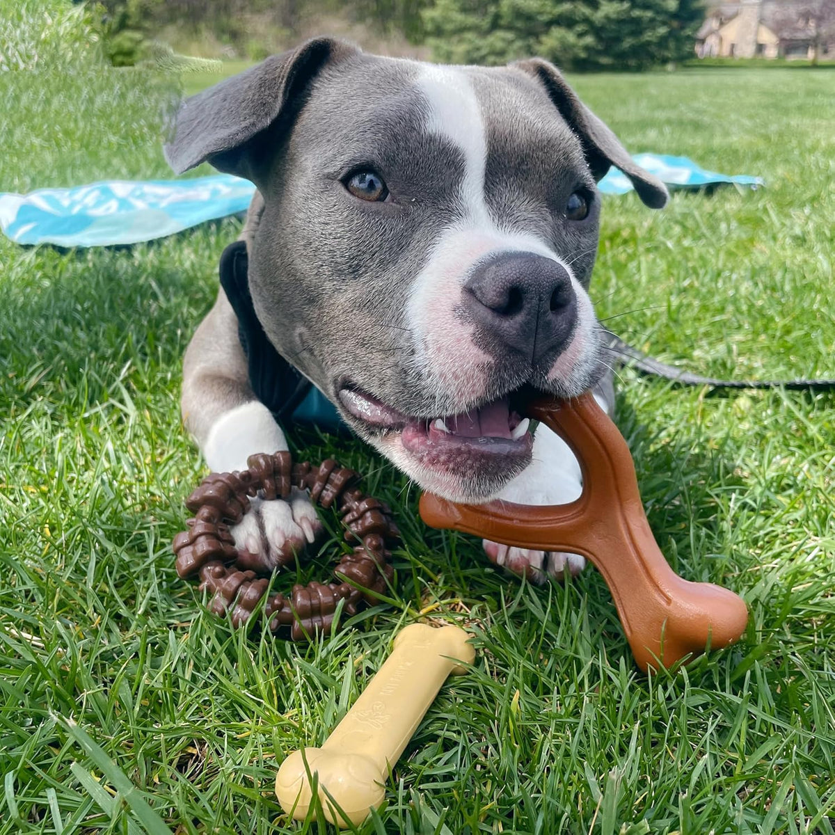 Nylabone Power Chew Customer Favorites Dog Chew Toys - Small / Bundle - image 2