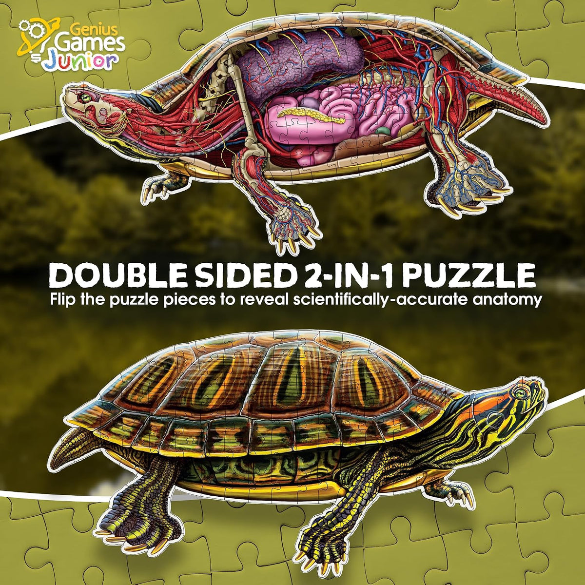 Genius Games shark anatomy floor puzzle showing a great white shark and its anatomy - view 23