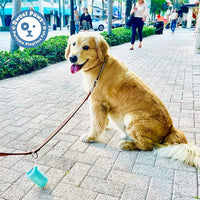 Sweet Paws Portable Dog Paw Towel, Lightweight & Super Absorbent Microfiber, Clips onto Leash, Quick Drying Towel for Dogs Paws with Silicone Case, Dry Dog’s Paws on The Go - 3 Pieces Set - Large
