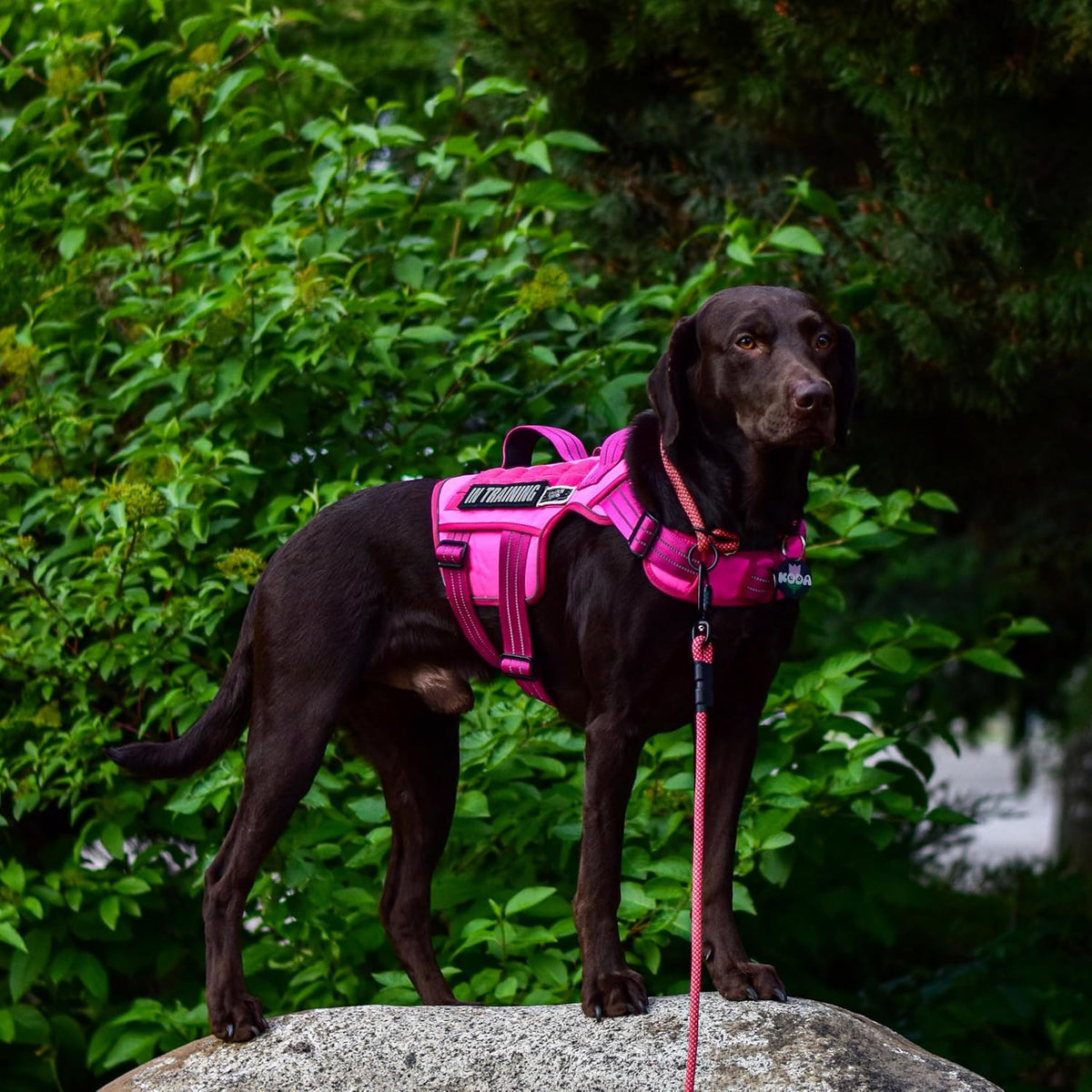 Dog Harness for Large Dogs - Pink / M(Neck:17-23",Chest:22-32"),35-50 lbs - image 4