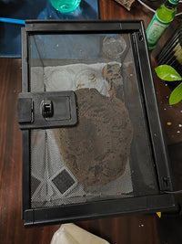 Mini Reptile Glass Terrarium Tank, cage for Tarantula Sling Geckos, Frog, Lizards, Chameleons,Turtles Snake Snail Insect Hermit Crab Isopods Reptiles Enclosure (12x8x6inch)