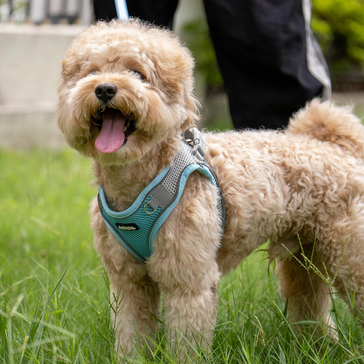 AIITLE Small Dog Harness and Leash Set, Step-in Puppy Pet Vest - S(Chest: 13.5 - 16") / Blue - image 4