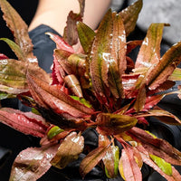 Ultum Nature Systems Cryptocoryne Lucens Tissue Culture Live Plant for Aquarium, Aquascape, Freshwater Fish Tanks - 100% Snail Free in Vitro