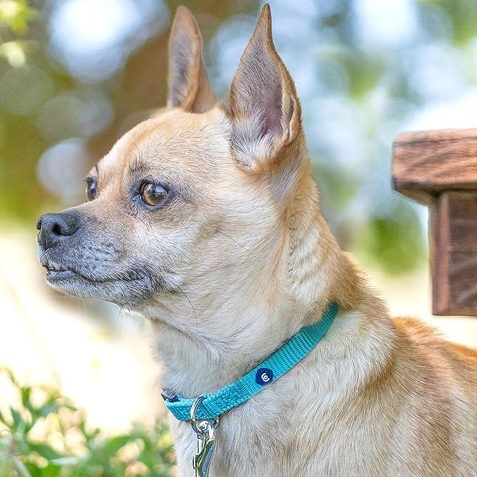 Blueberry Pet Essentials X-Small Dog Collar in Blazing Yellow | Adjustable & Eco-Friendly Durable Nylon Strap | Classic Collar for X-Small Dogs, Boy & Girl Pets