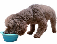 Prima Pet Expandable/ Collapsible Silicone Food & Water Travel Bowl - Aqua / SMALL (1.5 CUPS) - image 4