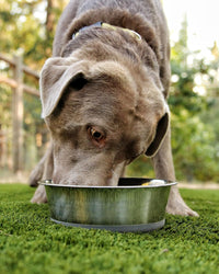 2.5 lb Weighted Dog Bowl, No Slip, No Tip - image 3
