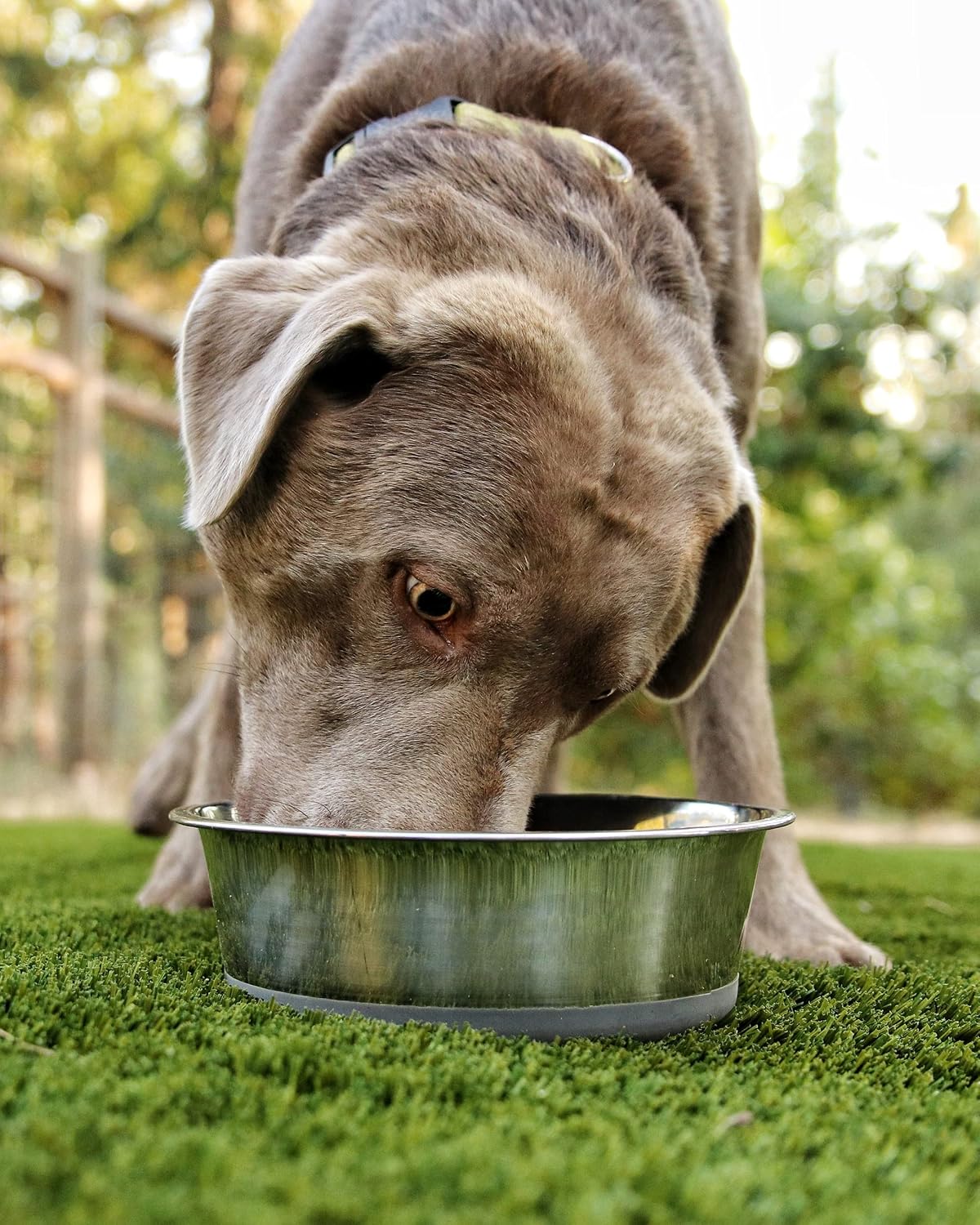 2.5 lb Weighted Dog Bowl, No Slip, No Tip - image 3