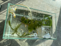 AWXZOM Small Nano Tall Rimless Tank, Glass Fish Tank, Betta Tank – Essentials for Fish - 2.85 Gallon 11.8x6.7x7.8inch/30x17x20cm - image 4