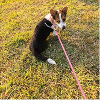 MayPaw Small Rope Dog Leash 6FT 8FT 10FT - 8ft*1/4" / pink - image 3