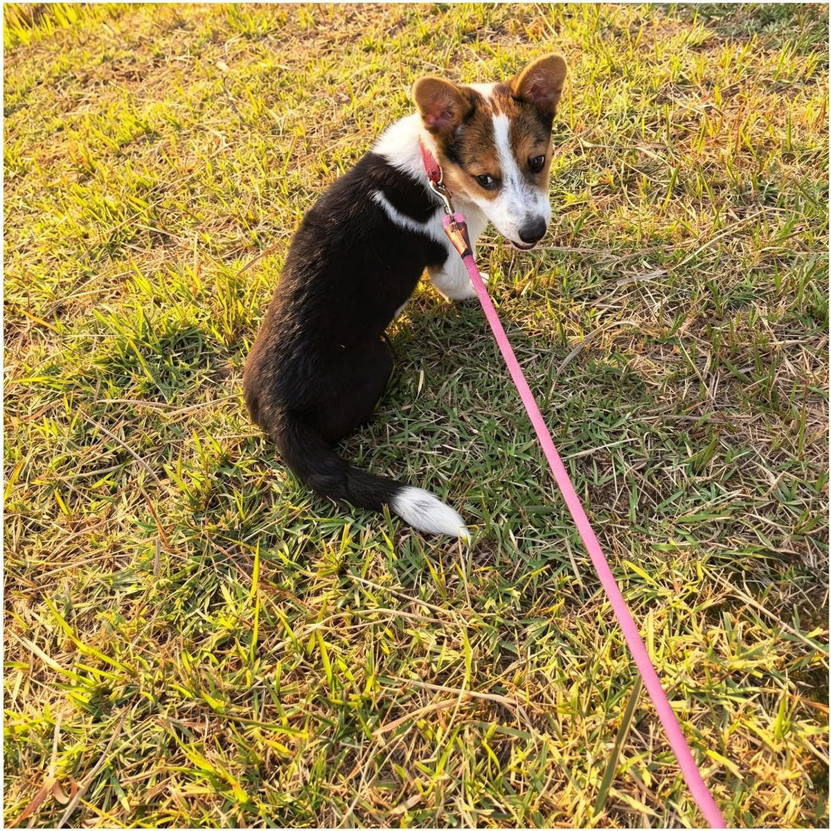 MayPaw Small Rope Dog Leash 6FT 8FT 10FT - 8ft*1/4" / pink - image 3