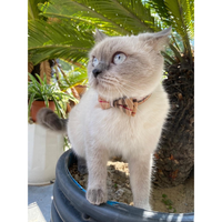 Cat Collars Breakaway With Cute Bow Bell 2 Pack Kitten Collar Plaid Cat Collar With Removable Bowtie Cat Collar For Cats