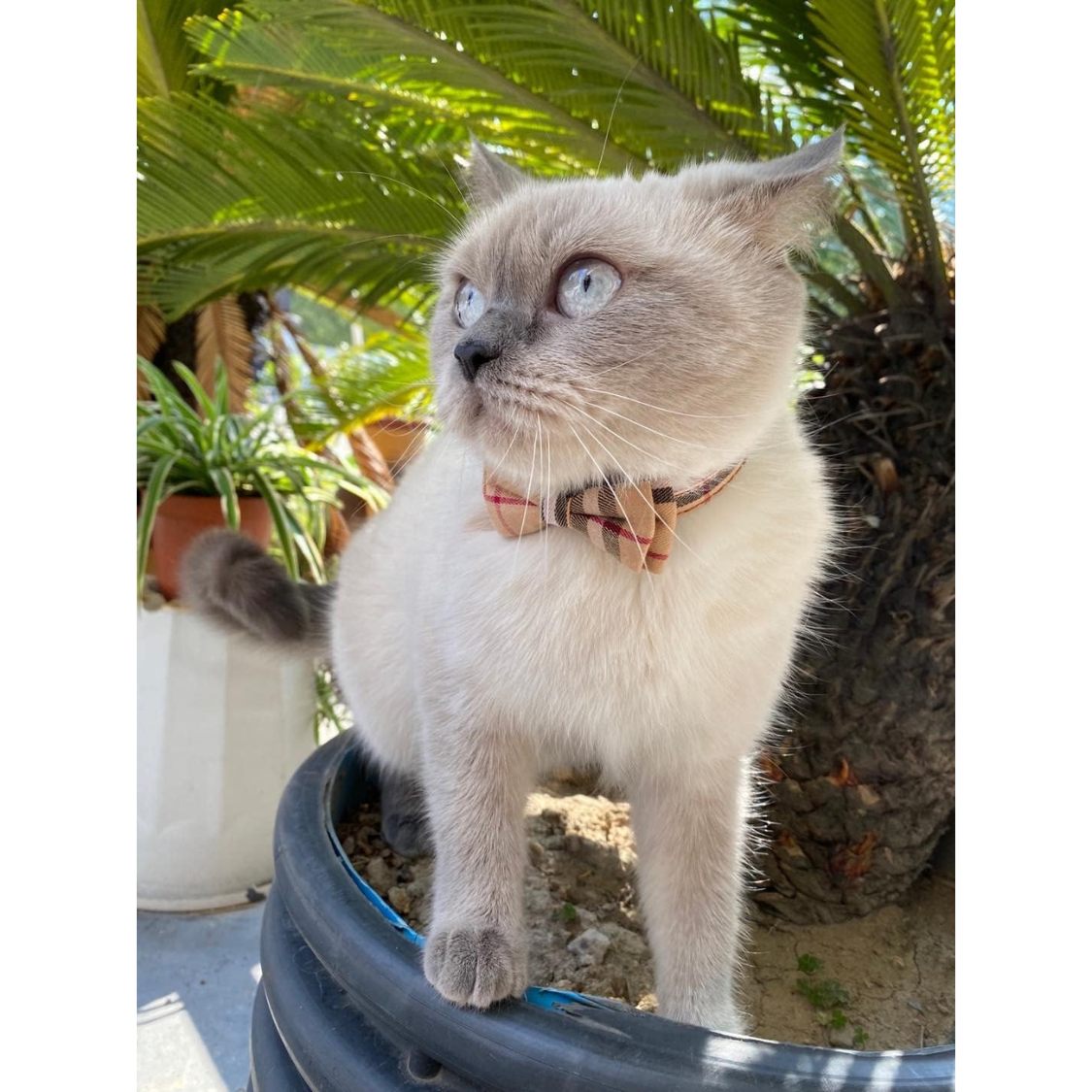 Cat Collars Breakaway With Cute Bow Bell 2 Pack Kitten Collar Plaid Cat Collar With Removable Bowtie Cat Collar For Cats