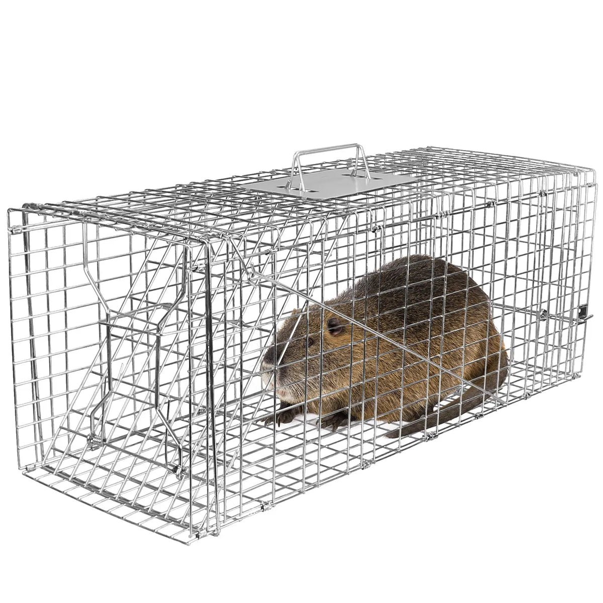 Humane Animal Trap Cage (30.51x11.02x11.81in) - Galvanized Sturdy Wire Mesh, Sensitive Trigger & Dual Doors, Handle Guar