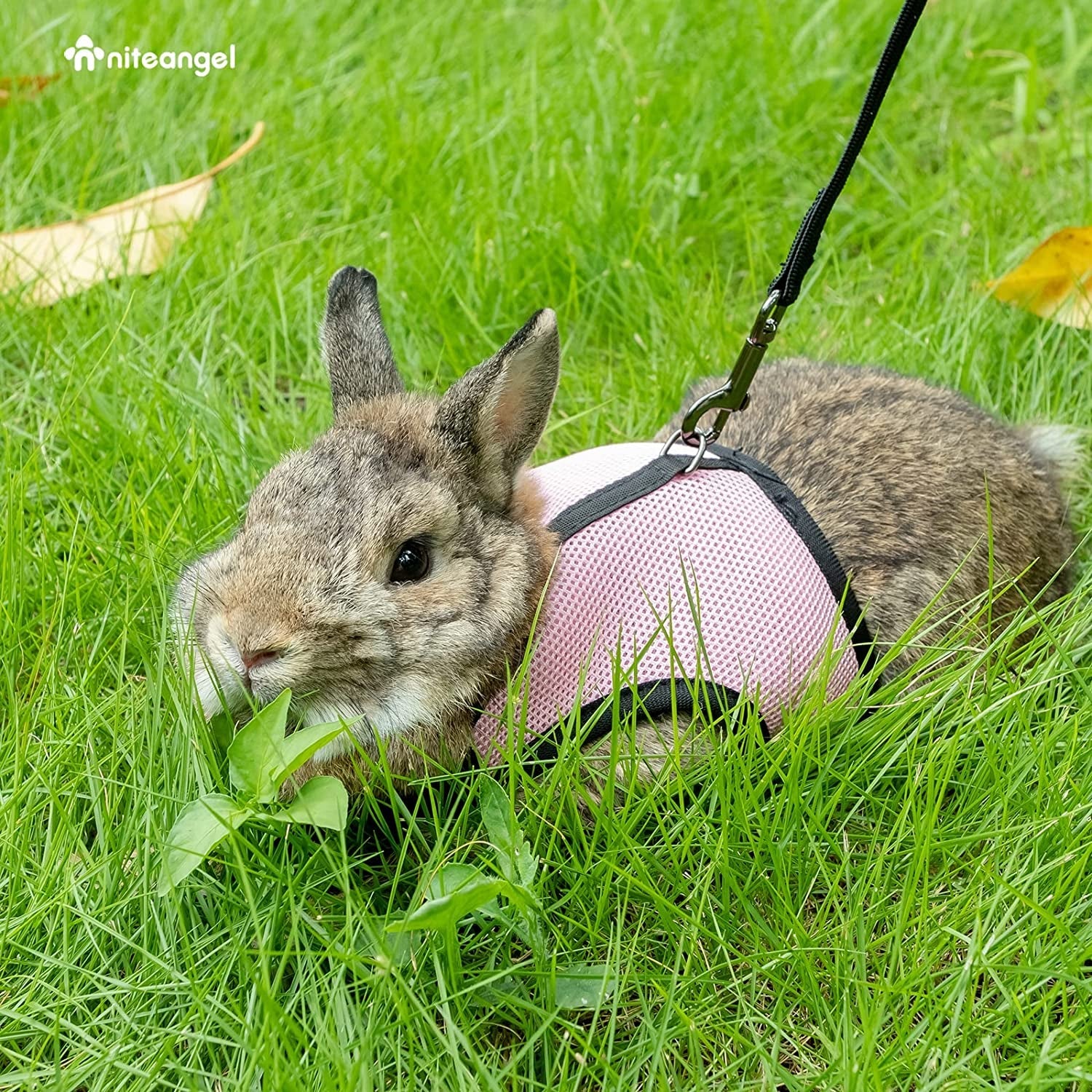 Adjustable Soft Harness with Elastic Leash for Rabbits (M, Pink) - BIG FRENCHIES