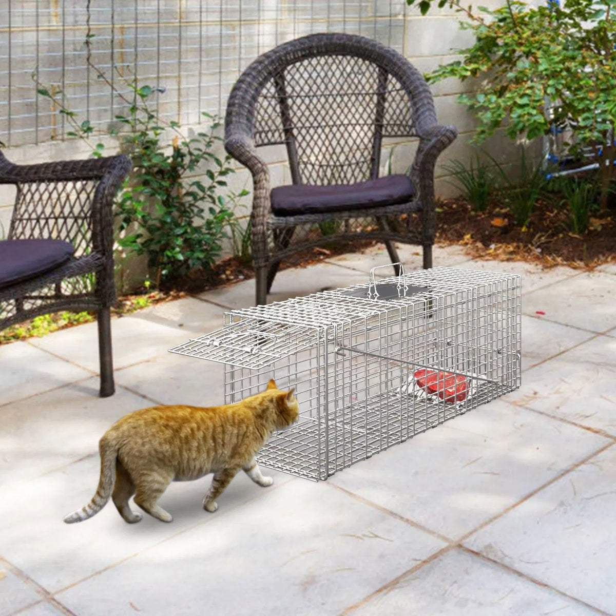 Humane Animal Trap Cage (30.51x11.02x11.81in) - Galvanized Sturdy Wire Mesh, Sensitive Trigger & Dual Doors, Handle Guar