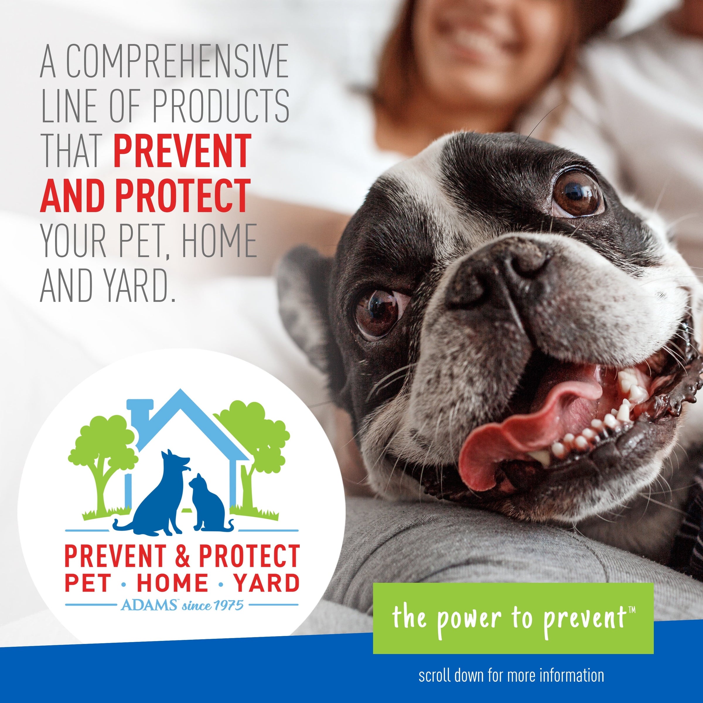Keep Your Dog Happy and Flea-Free with ADAMS Plus Flea & Tick Foaming Shampoo & Wash - 2 Pack for Sensitive Skin! - BIG FRENCHIES
