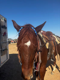 EquiCurve™ Ear Pieces/Browband