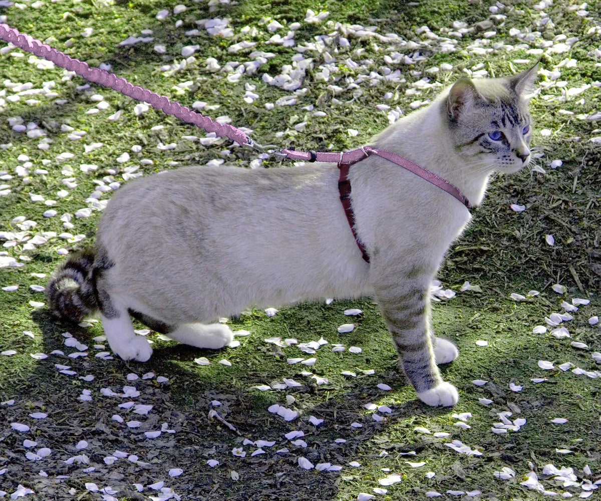 PetSafe Come With Me Kitty Harness and Bungee Cat Leash - Medium (Pack of 1) / Dusty Rose - image 2