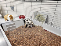 Small Animal Bedding – 20 Liter – Natural Coco Chip Substrate with Activated Charcoal Odor Control – for Chicken Coop, Rabbit Cage, Hamster Habitat, Reptile Terrarium & Snake Tank
