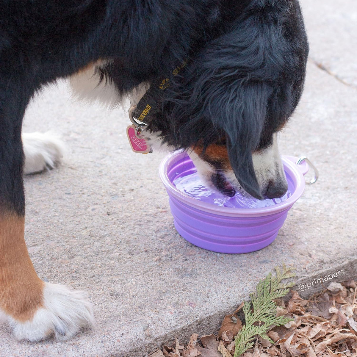 Prima Pet Expandable/ Collapsible Silicone Food & Water Travel Bowl - Purple / LARGE (5 CUPS) - image 4