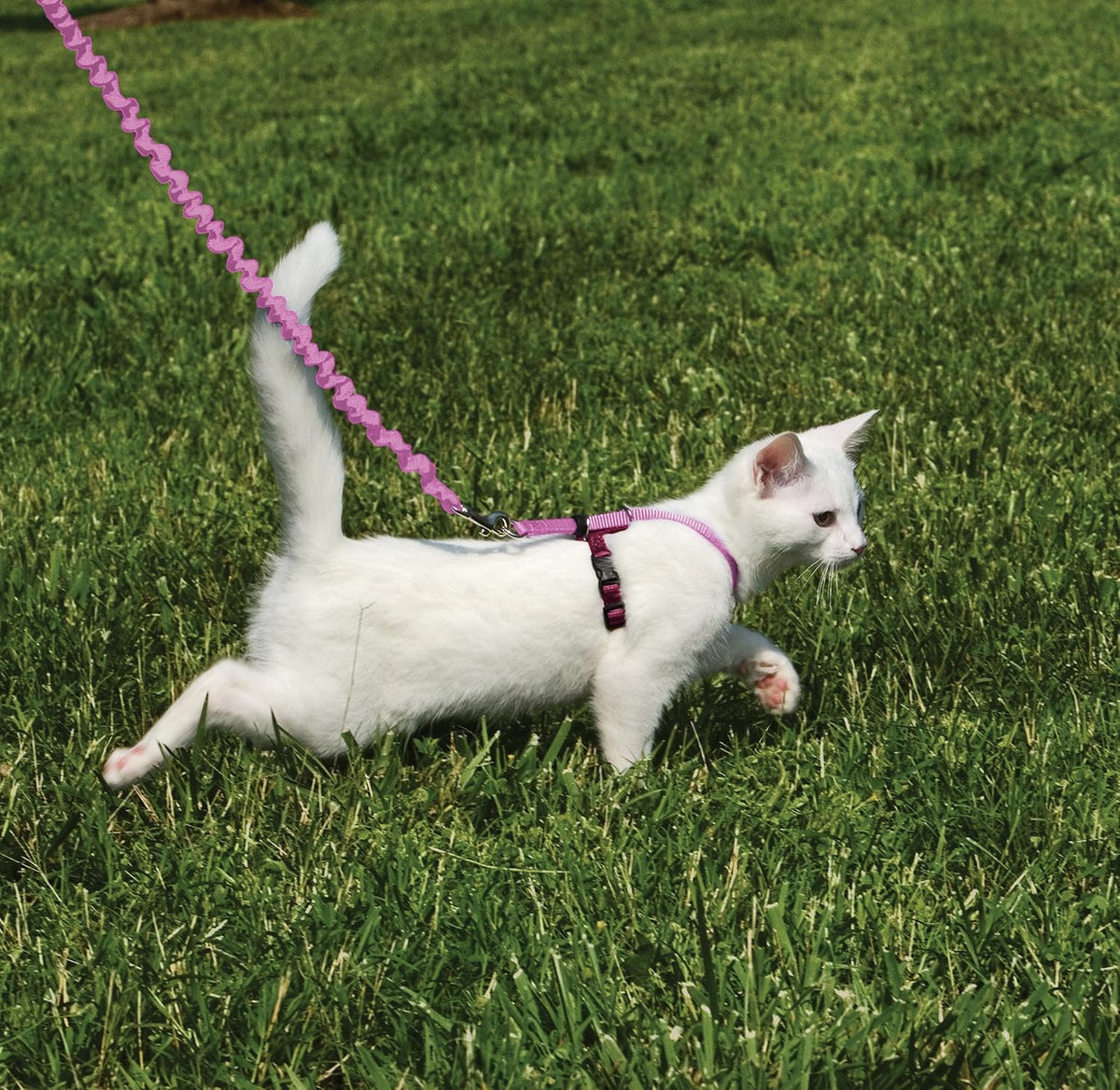 PetSafe Come With Me Kitty Harness and Bungee Cat Leash - Small (Pack of 1) / Dusty Rose - image 2
