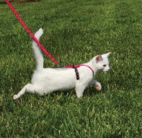PetSafe Come With Me Kitty Harness and Bungee Cat Leash - Small (Pack of 1) / Red - image 2