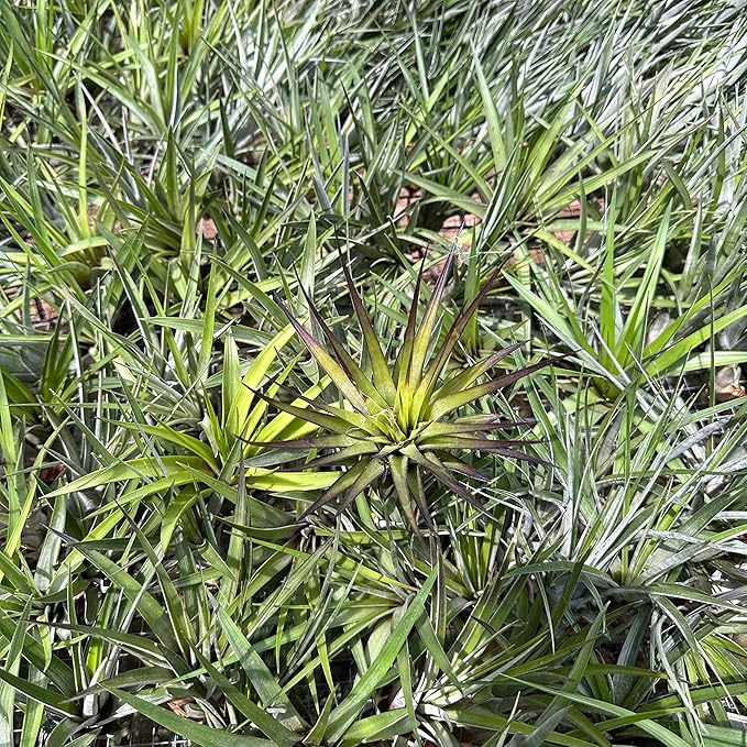 Air Plants - Tillandsia Fasciculata Tricolor, Large 4-6" - 2ct - Live Arrival Guaranteed - House Plants for Home Decor & Gift