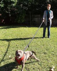 Dog Leash 6ft Long, Traffic Padded Two Handle, Heavy Duty - 6FT / Black-Green - image 4
