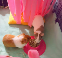 Tip-Proof Ergonomic Pet Bowl for Guinea Pig and Other Small Pets - Small 1/4 cup (Pack of 2)
