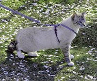 PetSafe Come With Me Kitty Harness and Bungee Cat Leash - Medium (Pack of 1) / Lilac - image 2