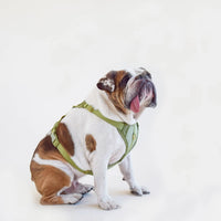 Huggie Harness
