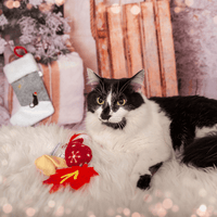 Cat Christmas Stocking with Toys