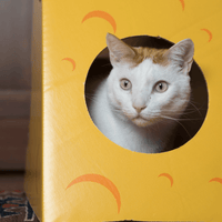 Monster Cheese Wedge Cardboard Cat House