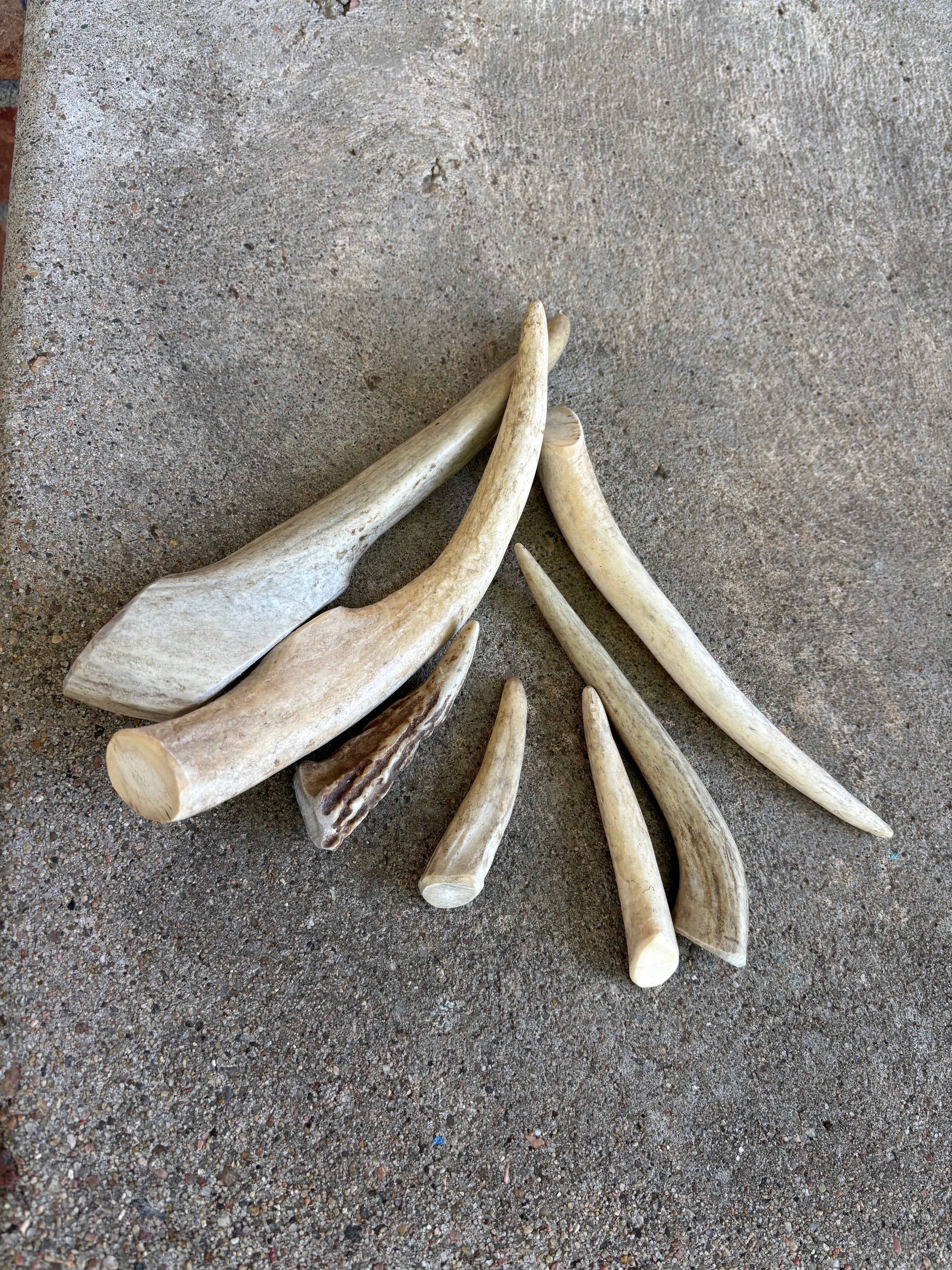 Deer Antler- small