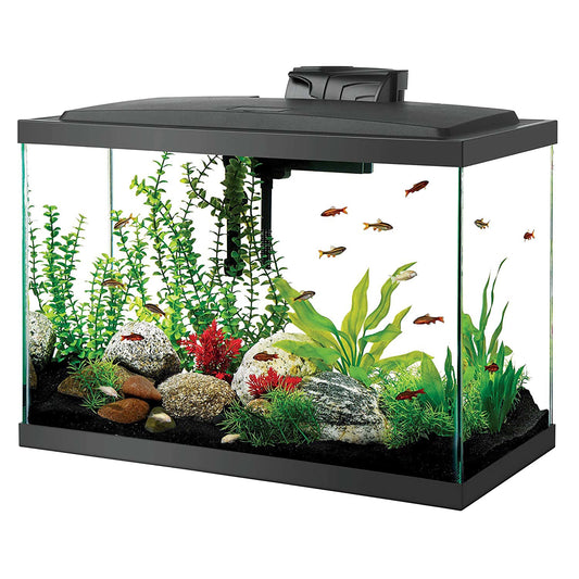 20 Gallon aquarium Starter Kit with LED Lighting - BIG FRENCHIES