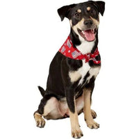 Aria Paws N' Stripes Forever Bandanas for Dogs