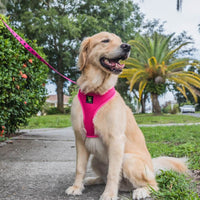 Pink Dog Leash by EcoBark - Padded Comfort Grip Leash - 4ft, 5ft, and 6ft Leash for Teacup, Small, and Medium Dogs - BIG FRENCHIES