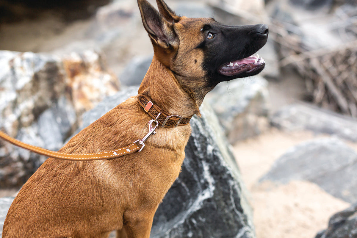 Celtic Double Buckle Style Leather Dog Collar - BIG FRENCHIES