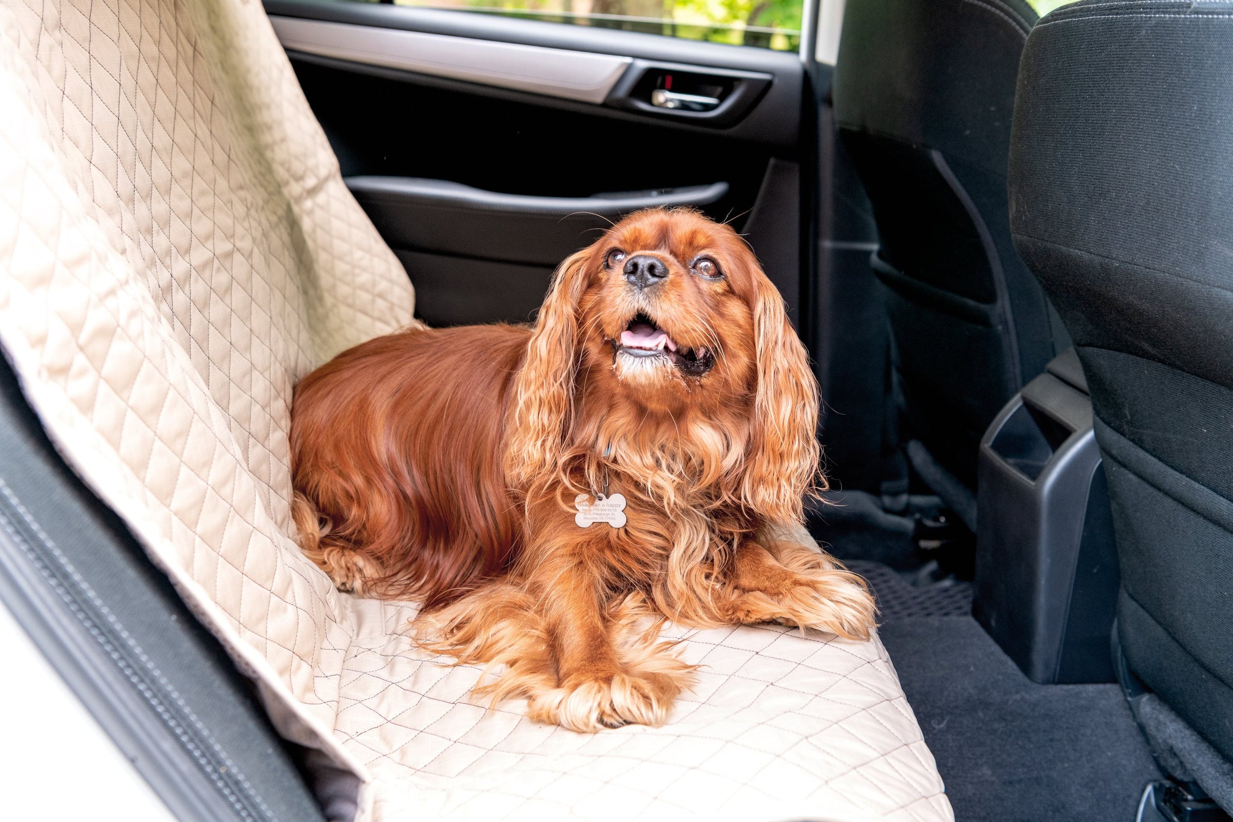 TuffutLuxx® Vehicle Protectors for Travel - BIG FRENCHIES